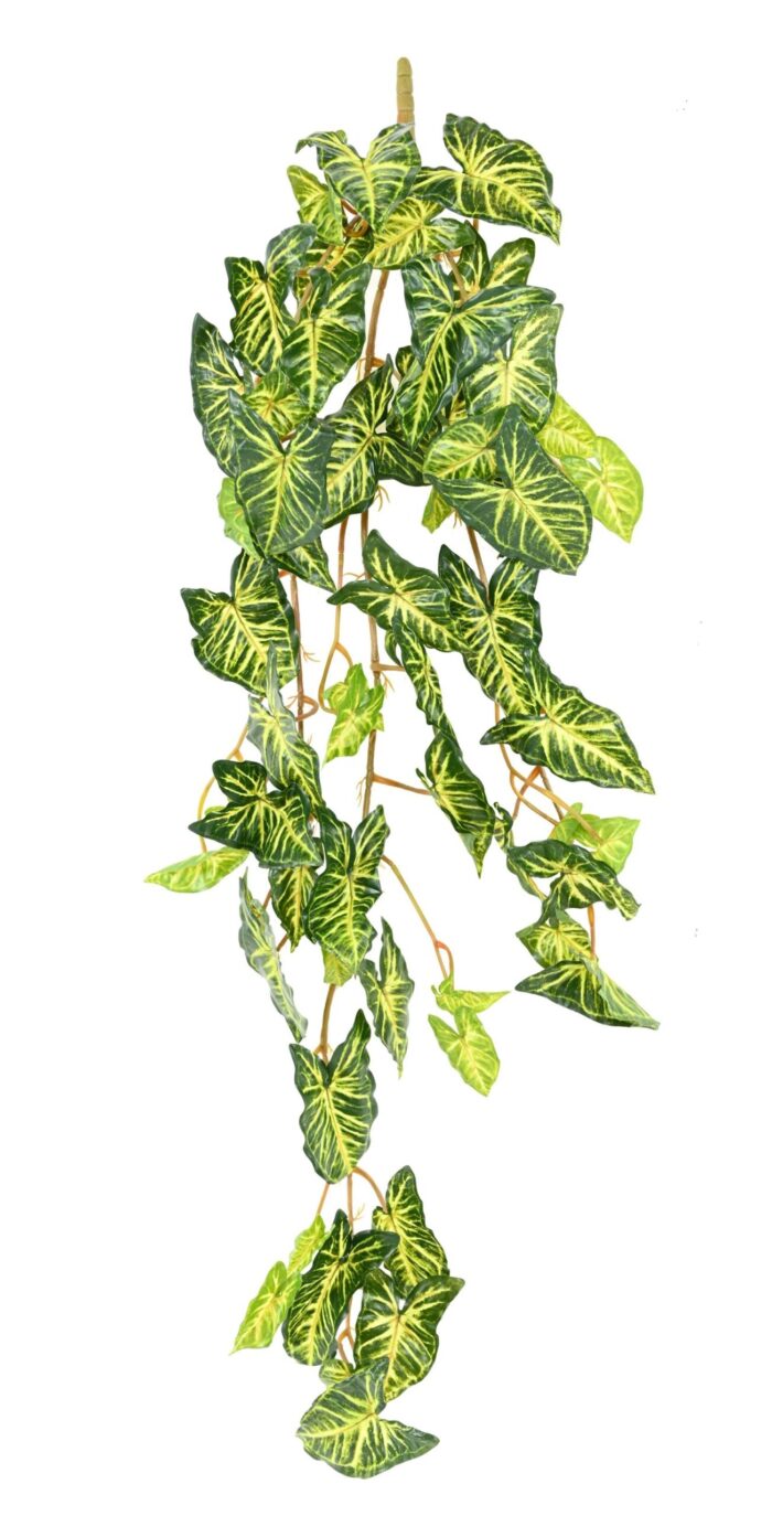 syngonium chute 110 scaled