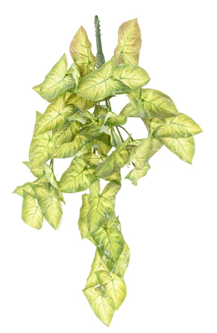 syngonium chute scaled