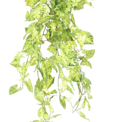 syngonium mini fall 80 scaled