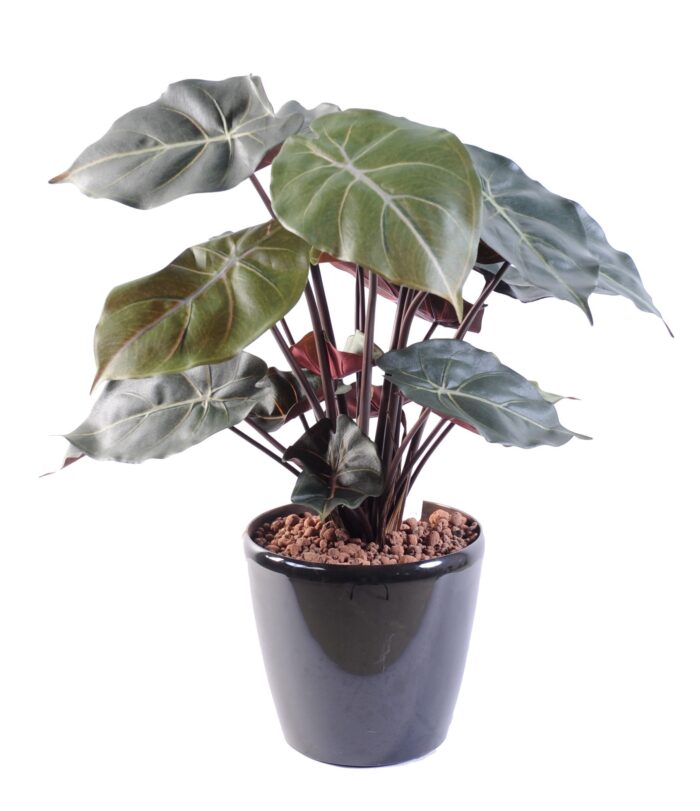 syngonium podophyllum
