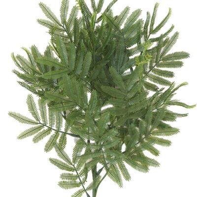 tamarind spray mimosa scaled