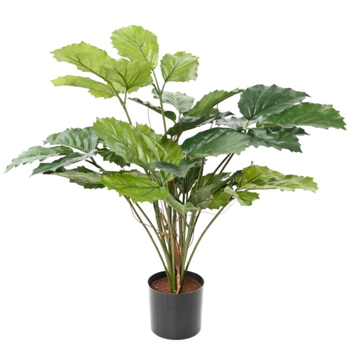 tetrastigma 70 scaled
