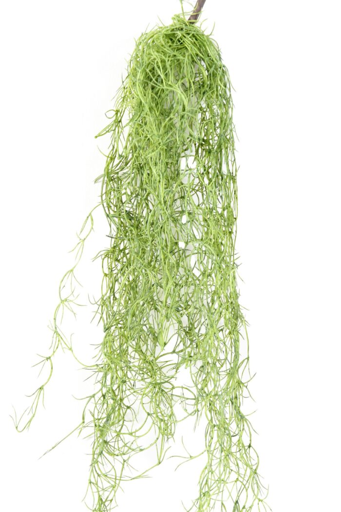tillandsia