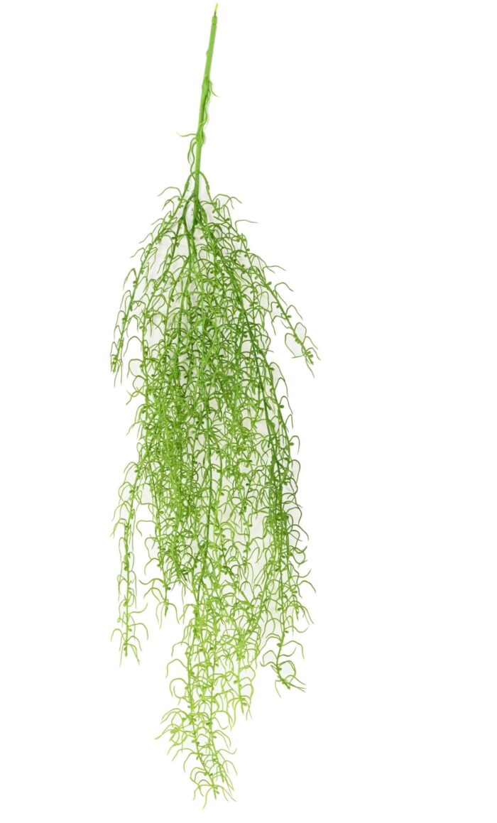 tillandsia 90 1 scaled