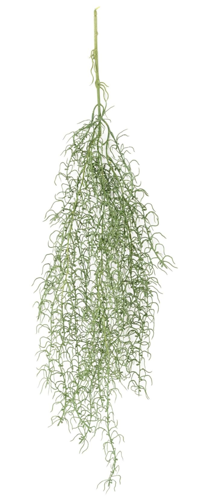 tillandsia 90 scaled