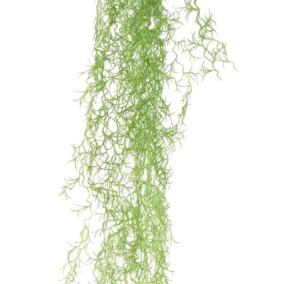 tillandsia 95 scaled