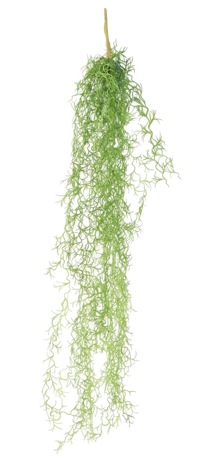 tillandsia 95 scaled