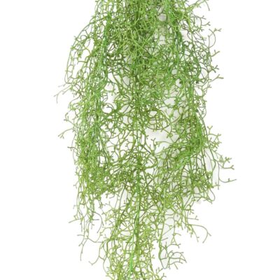 tillandsia fall 1 scaled