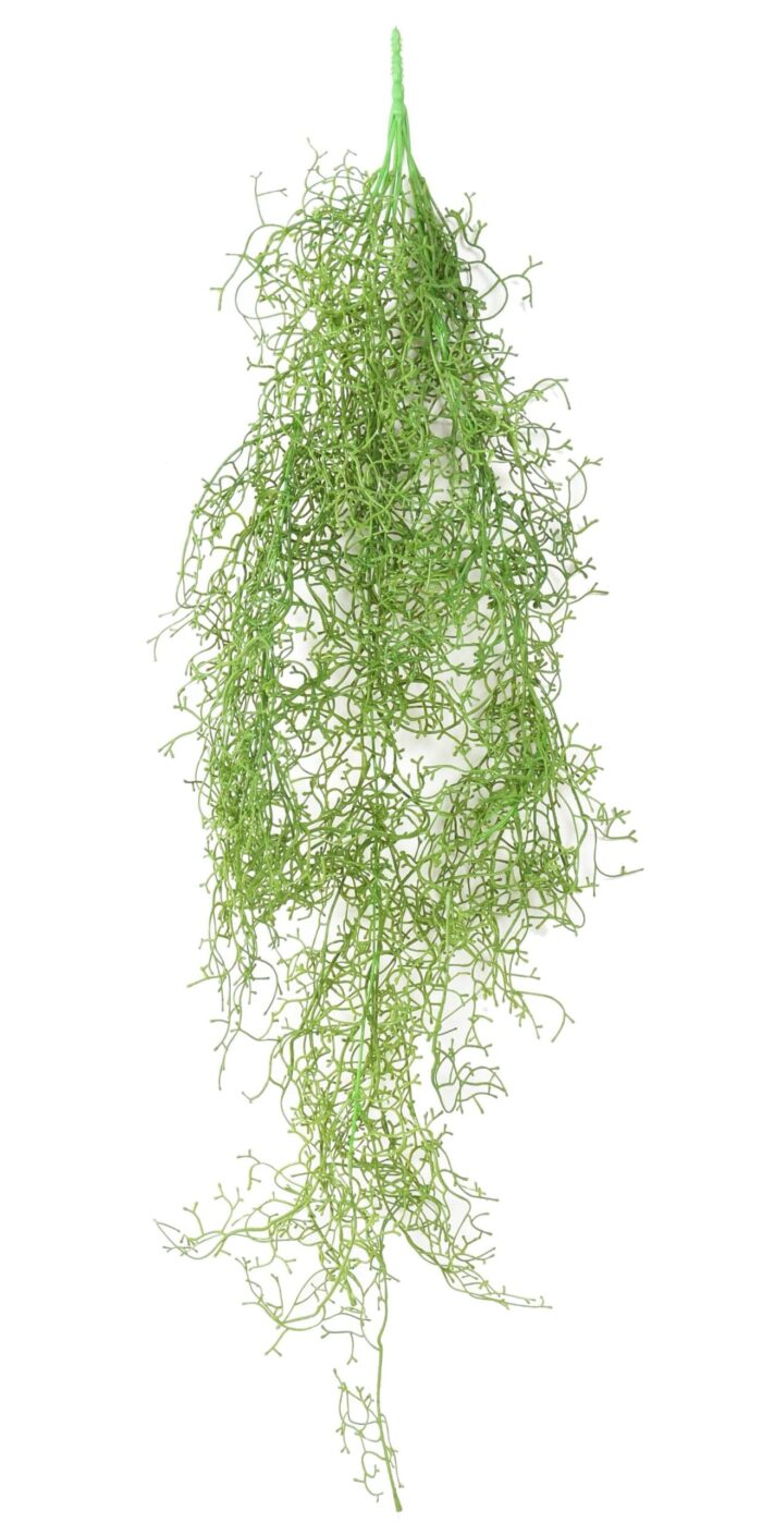 tillandsia fall 1 scaled