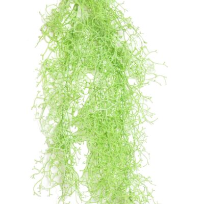 tillandsia fall 2 scaled