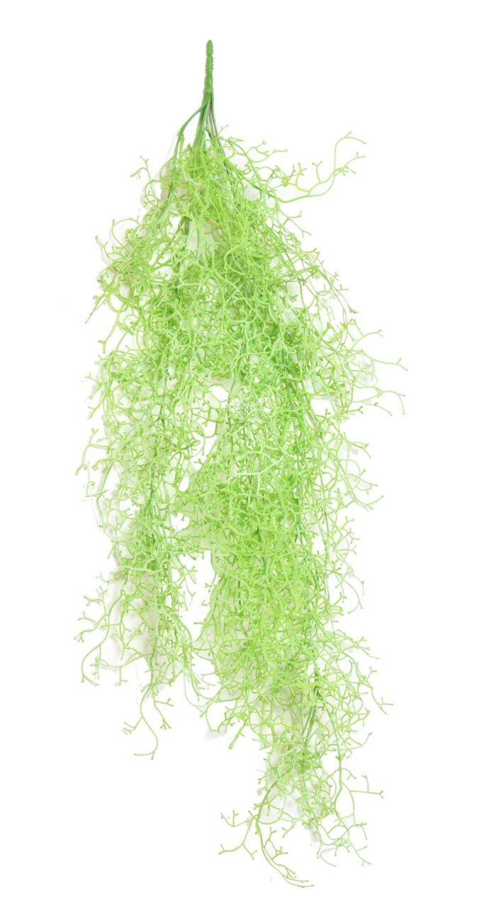 tillandsia fall 2 scaled