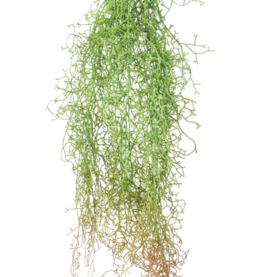 tillandsia fall scaled