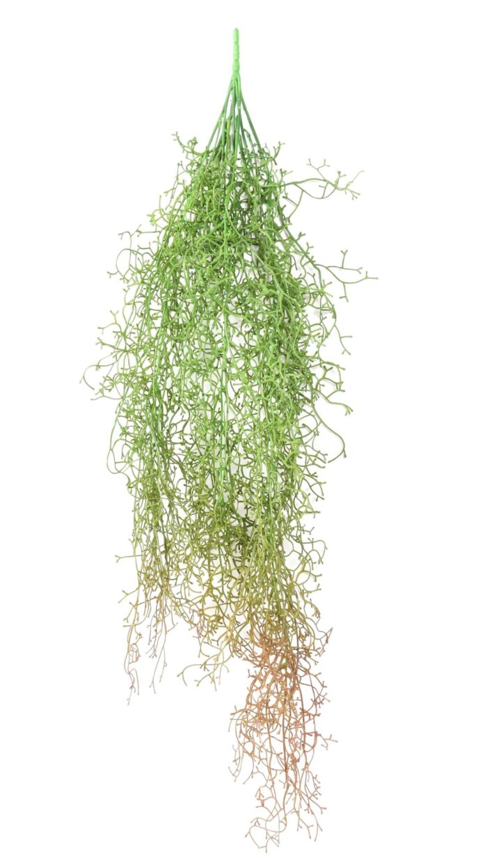 tillandsia fall scaled