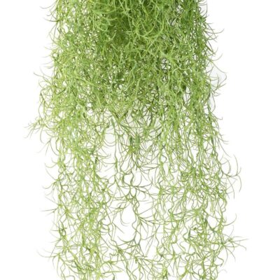 tillandsia fr fire resistant