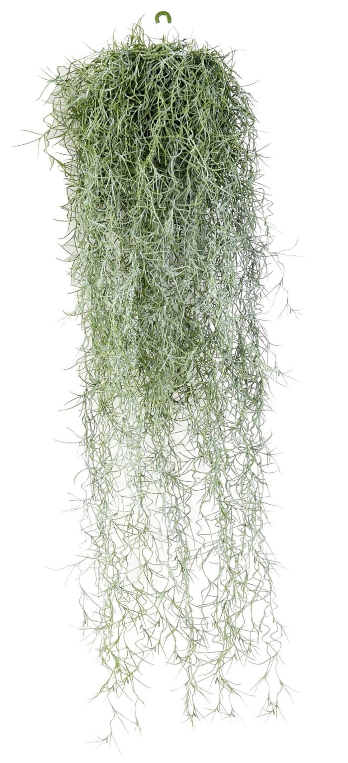 tillandsia spanish moss 1