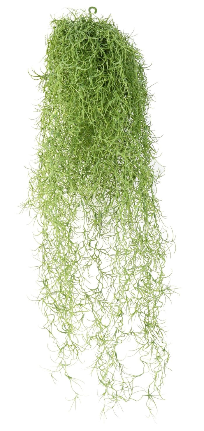 tillandsia spanish moss