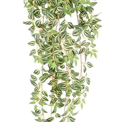 tradescantia 110 1 scaled
