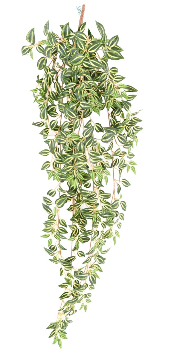 tradescantia 110 1 scaled