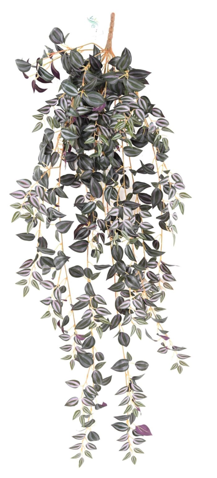 tradescantia 110 2 scaled