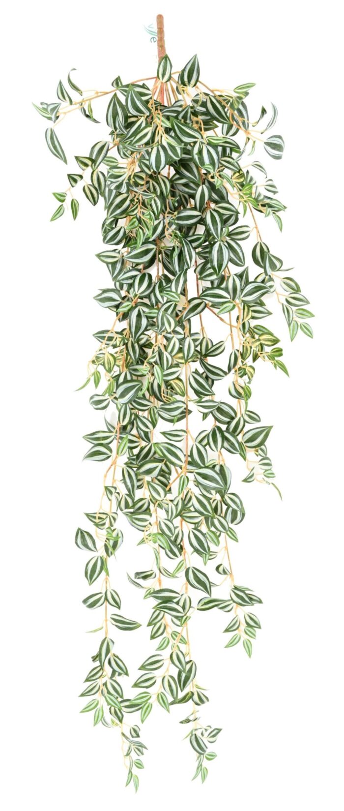 tradescantia 110 scaled