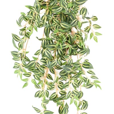 tradescantia 70 1 scaled