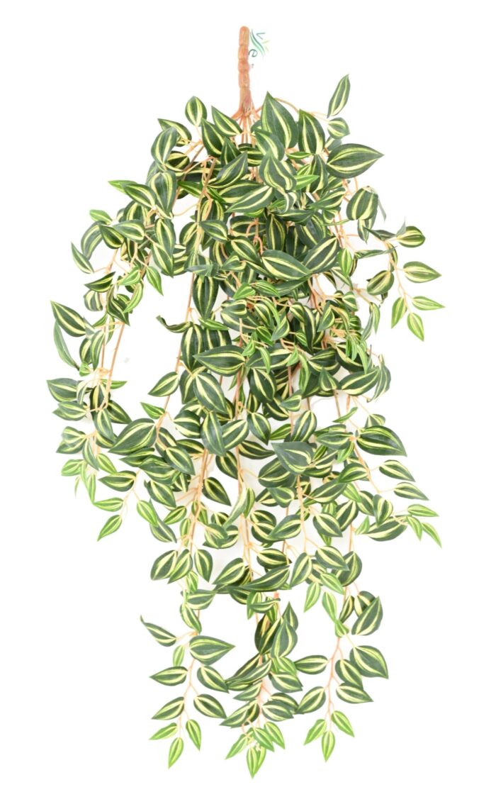 tradescantia 70 1 scaled
