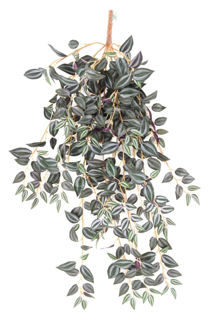 tradescantia 70 2 scaled