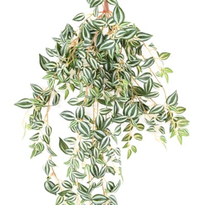 tradescantia 70 scaled