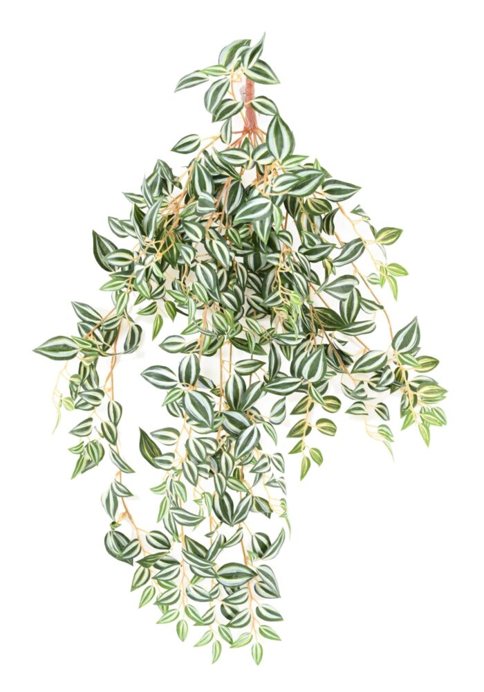 tradescantia 70 scaled