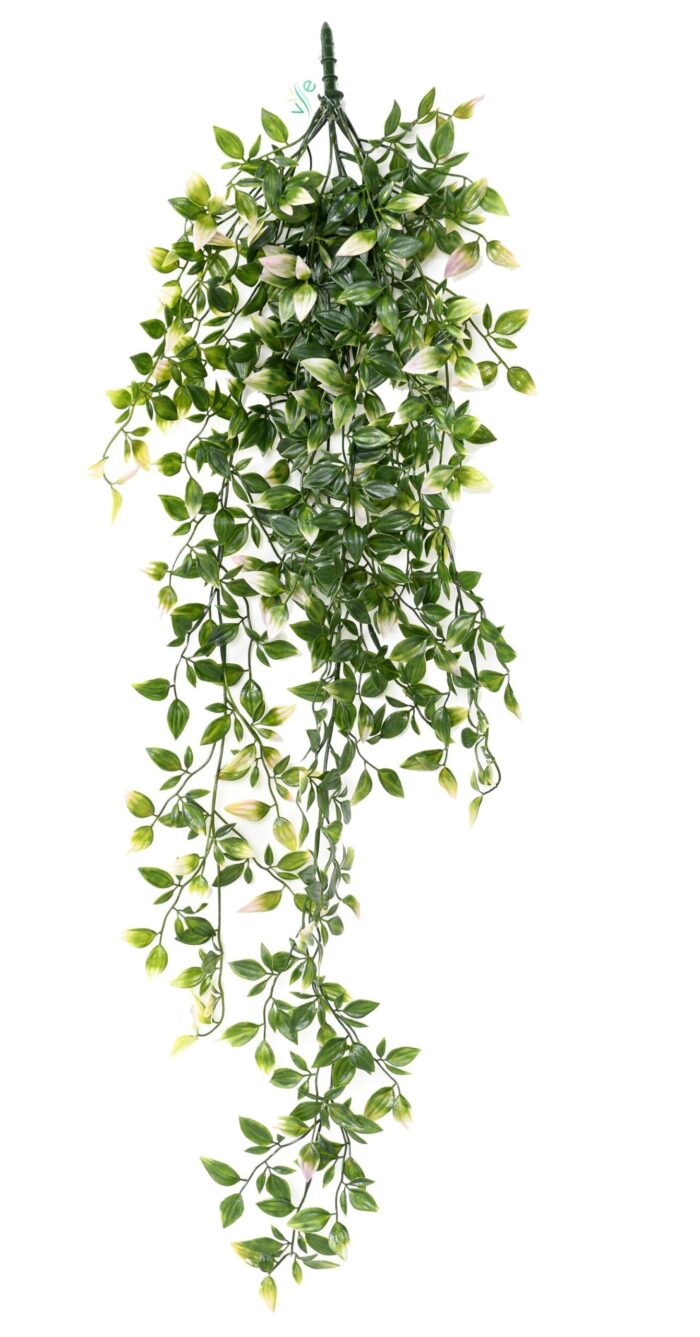 tradescantia 85 1 scaled