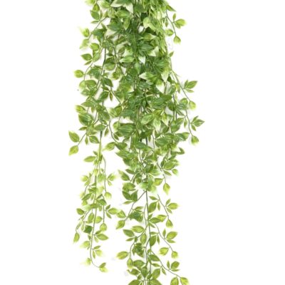 tradescantia 85 2 scaled