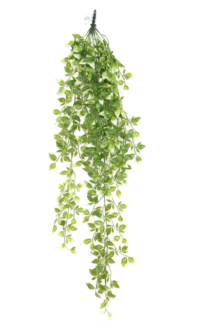tradescantia 85 2 scaled