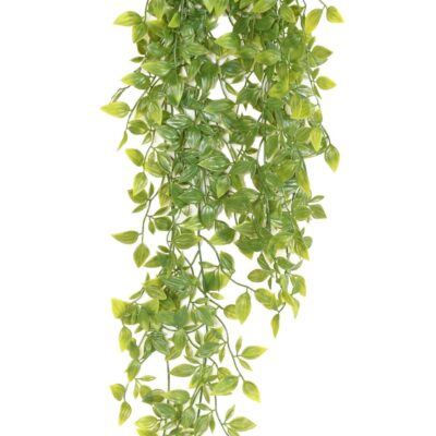 tradescantia 85 scaled