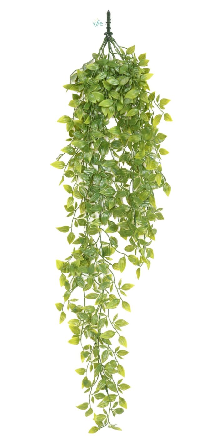 tradescantia 85 scaled