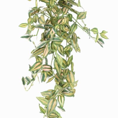tradescantia zebrina fall 80 scaled