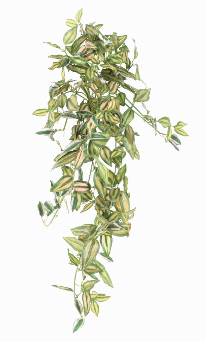 tradescantia zebrina fall 80 scaled