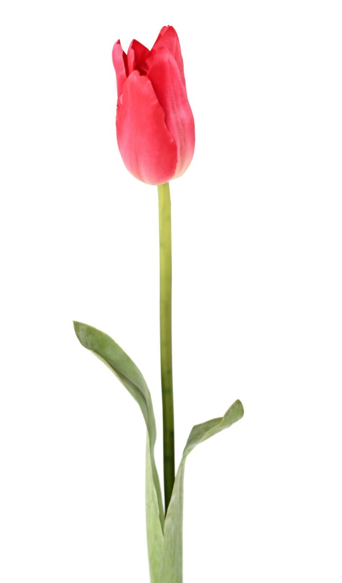 tulip 1 scaled