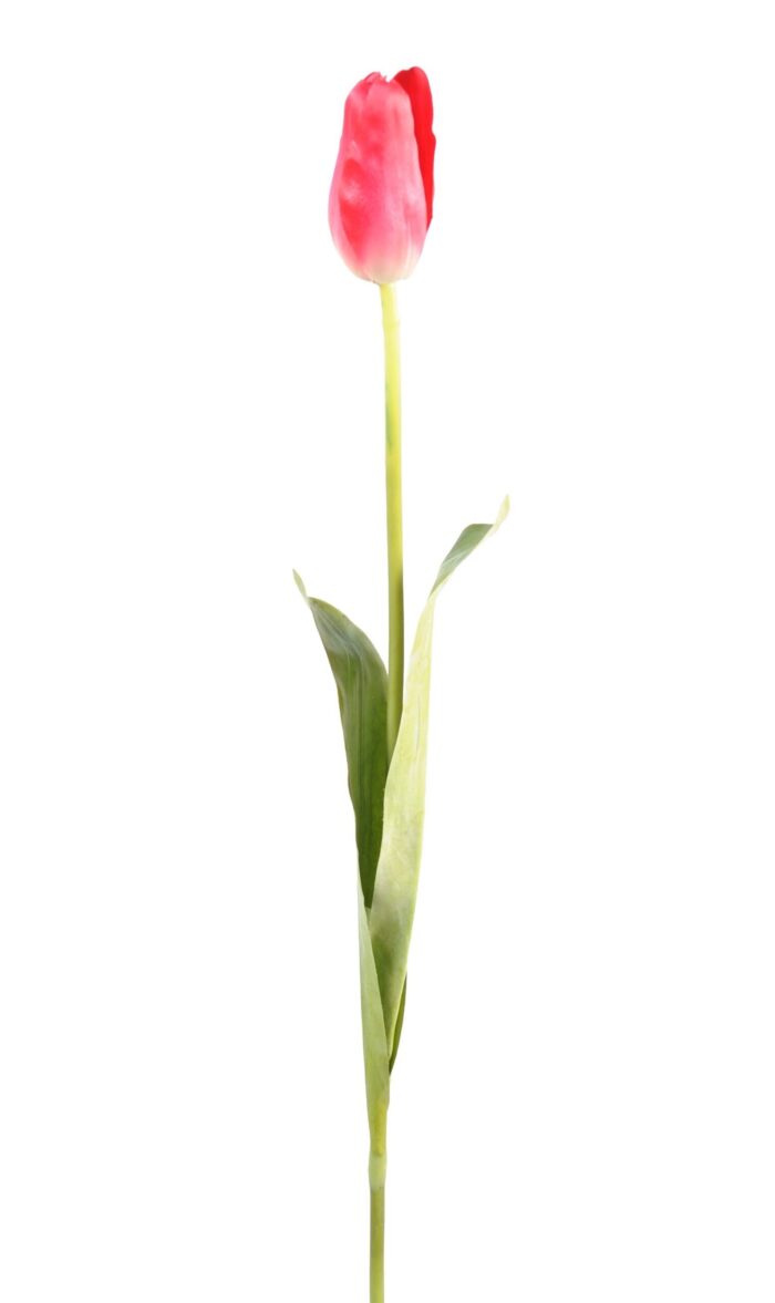 tulip 2 scaled