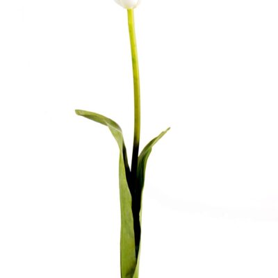 tulip scaled