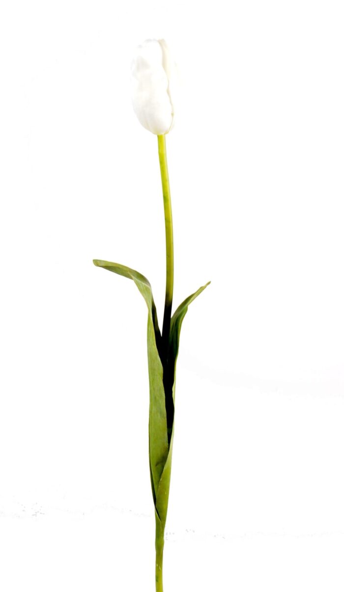 tulip scaled