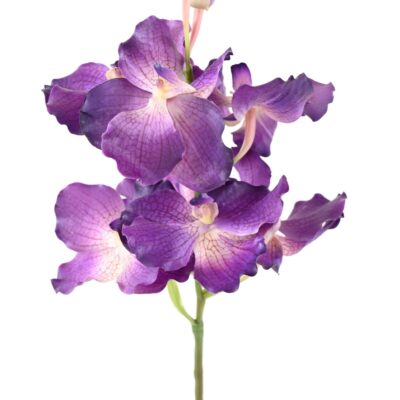 vanda orchidee 1 scaled