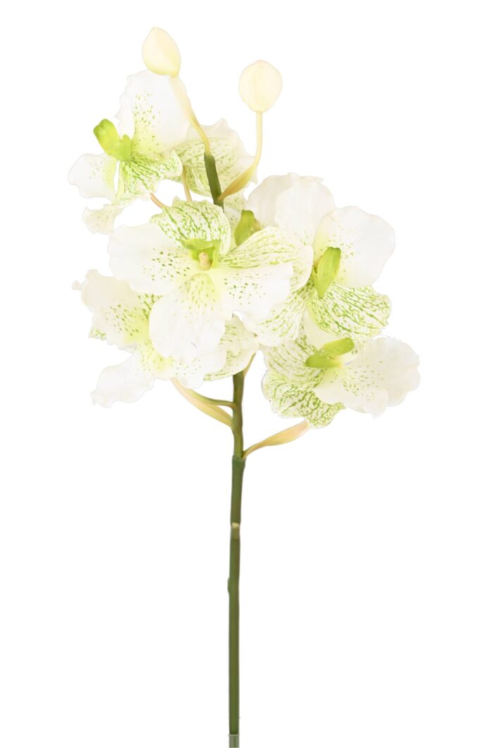 vanda orchidee 2 scaled