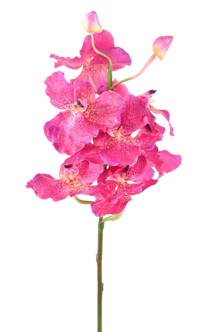 vanda orchidee scaled