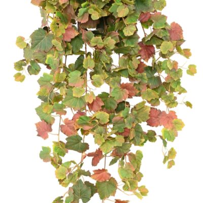 vigne chute 120 1 scaled