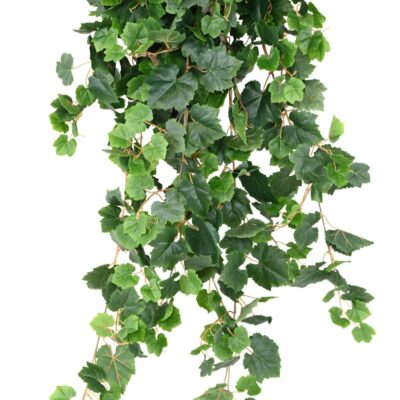 vigne chute 120 scaled