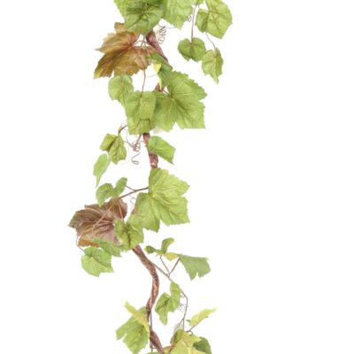 vine branch scaled