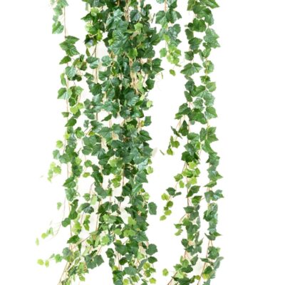 vine medio 200 scaled