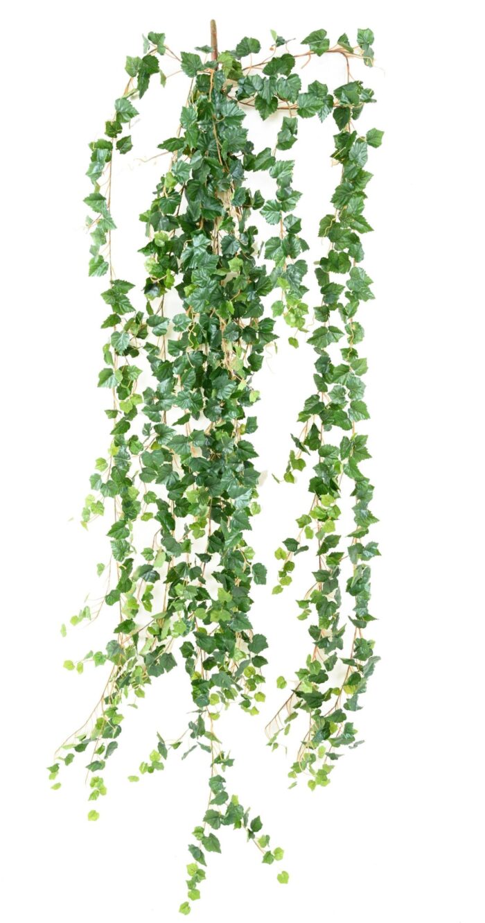 vine medio 200 scaled