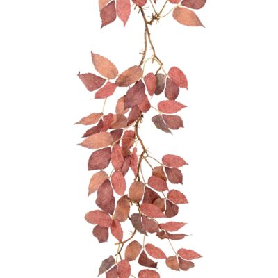 virgin vine 1 scaled