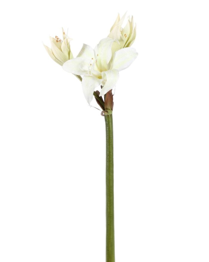 wild amaryllis